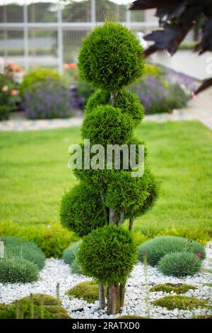 Meraviglie stravaganti: Svelare le incantevoli formazioni Thuja Foto Stock