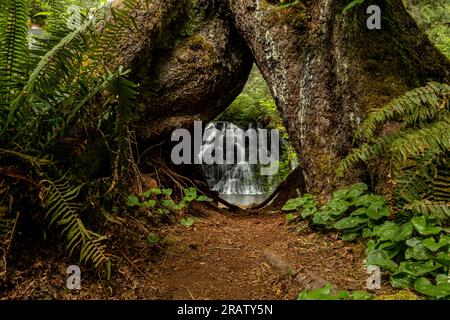 WA23461-00...WASHINGTON - Vista delle cascate di Cherry Creek attraverso due alberi ricoperti di muschio nella Marchworth State Forest. Foto Stock