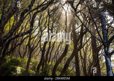 WA23491-00...WASHINGTON - luce del sole tra gli alberi in una mattinata nebbiosa a Rialto Beach sulla costa del Pacifico all'Olympic National Park. Foto Stock