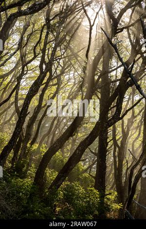 WA23492-00...WASHINGTON - luce del sole tra gli alberi in una mattinata nebbiosa a Rialto Beach sulla costa del Pacifico all'Olympic National Park. Foto Stock