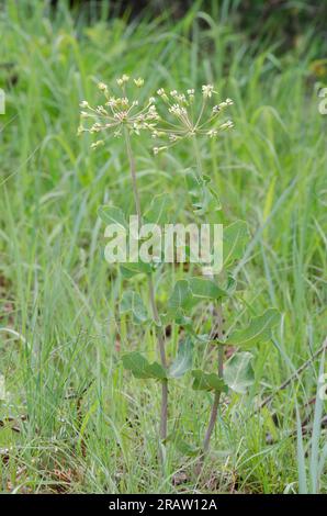 Clasping Milkweed, Asclepias ampexicaulis Foto Stock