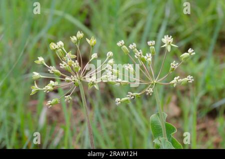 Clasping Milkweed, Asclepias ampexicaulis Foto Stock