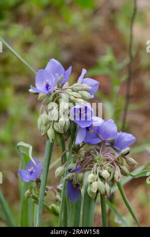 Ohio Spiderwort, Tradescantia ohiensis Foto Stock