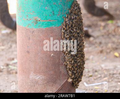 Uno sciame di api mellifere occidentali (Apis mellifera) Foto Stock