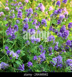 Alfalfa (Medicago sativa), lucerna Foto Stock