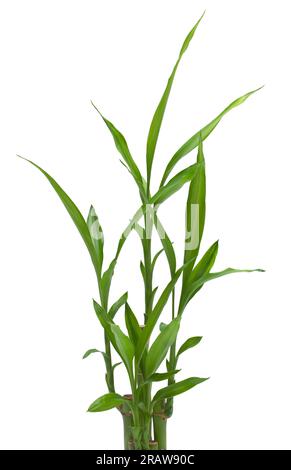 Pianta di bambù con foglie e steli tagliati su bianco. Foto Stock