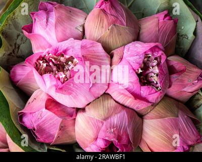 Vista ravvicinata di un vibrante gruppo di fiori di loto rosa presso il vivace mercato dei fiori (Pak Klong Talad) a Bangkok, Thailandia. Foto Stock