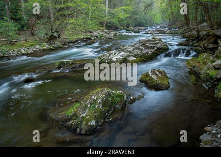 Middle Prong Little River, Great Smoky Mountains National Park, aprile, TN, USA, di Dominique Braud/Dembinsky Phoot Assoc Foto Stock