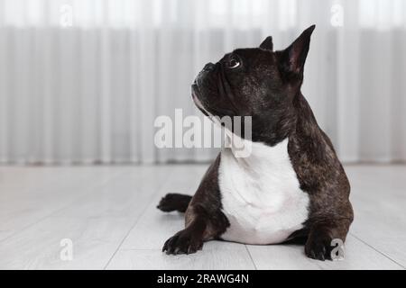 Adorabile Bulldog francese sdraiato sul pavimento all'interno. Adorabile animale domestico Foto Stock