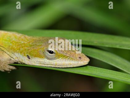 Lucertola anolica verde (Anolis carolinensis) riposa in erba alta durante le ore notturne a Houston, Texas. Profilo testa con messa a fuoco selettiva. Foto Stock