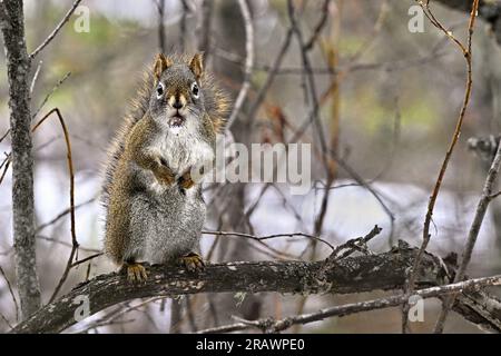 Vista frontale di uno scoiattato scoiattolo rosso " Tamiasciurus hudsonicus", in piedi su un ramo di albero con un cono di abete rosso in bocca Foto Stock