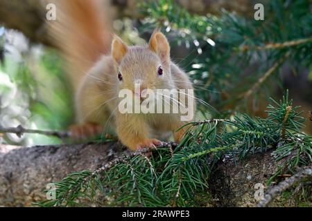 Uno scoiattolo rosso pallido (Tamiasciurus hudsonicus), adagiato su un ramo di albero che guarda di fronte nel suo habitat boschivo nell'Alberta rurale Canada Foto Stock