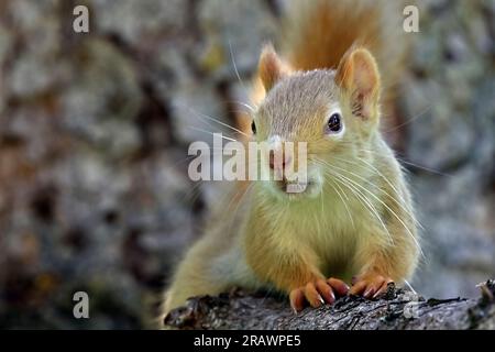 Uno scoiattolo rosso pallido (Tamiasciurus hudsonicus), adagiato su un ramo di albero che guarda di fronte nel suo habitat boschivo nell'Alberta rurale Canada Foto Stock