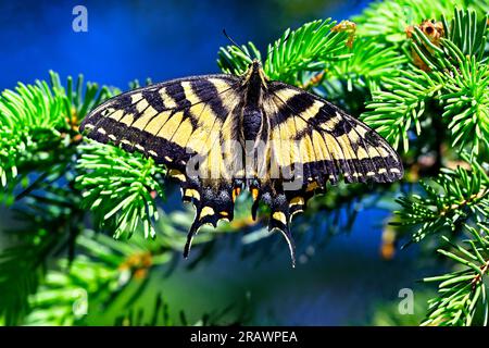 Una farfalla a coda di rondine anice (Papilio Zelicaon), appoggiata su un ramo di abete rosso Foto Stock