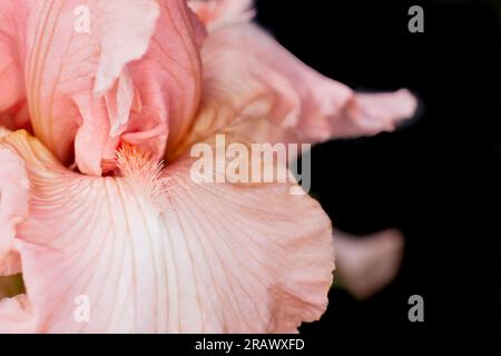 Primo piano di un fiore a iride colorato con pesca con profondità di campo ridotta Foto Stock