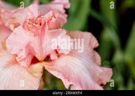 Primo piano di un fiore a iride colorato con pesca con profondità di campo ridotta Foto Stock