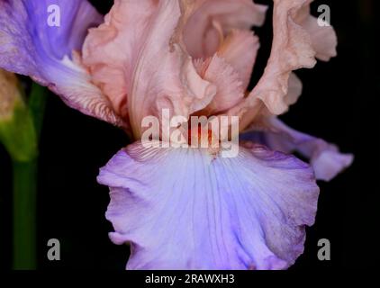 Primo piano di un fiore d'iride rosa e viola con profondità di campo ridotta Foto Stock