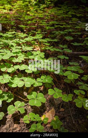 Redwood Sorrel densa copertura del pavimento della foresta nella riserva naturale Armstrong Redwoods State, Guerneville, California. Vista dall'alto, verde in tutto il telaio. Foto Stock