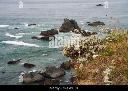 Shell Beach, California. Alto punto panoramico della costa rocciosa del Pacifico, con piante costiere, picchi di mare e rocce. Foto Stock