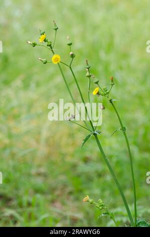 Spiny Sowthistle, Sonchus asper Foto Stock