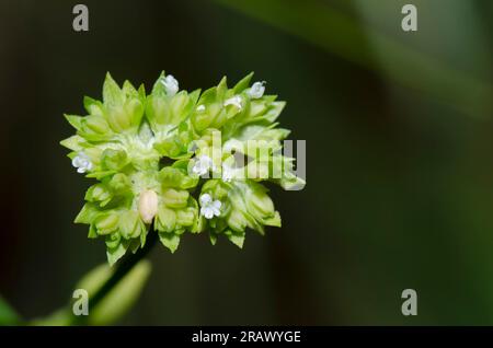 Insalata di mais al becco, Valerianella radiata, frutta Foto Stock