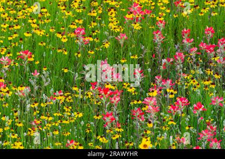 Fiori selvatici, amaro marrone, Helenium amarum var. Badium e pennello indiano Entireleaf, Castilleja indivisa Foto Stock