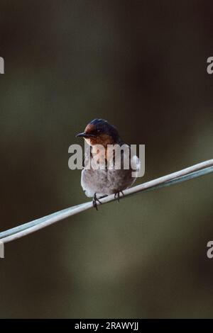 Delicato passero arroccato su un ramo, la sua forma minuscola si fonde con la bellezza della natura. Un simbolo di semplicità e libertà Foto Stock