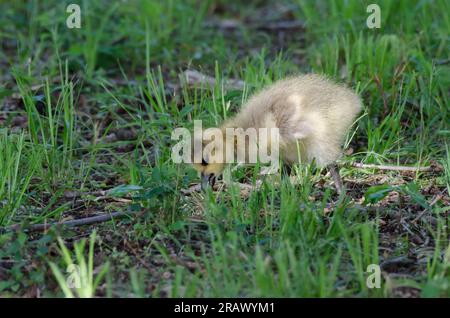 Canada Goose, Branta canadensis, gosling, alimentazione Foto Stock