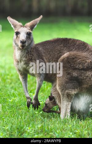 Uno spettacolo commovente di una madre canguro con la sua adorabile joey nascosta al sicuro nella sua borsa, incarnando il legame dell'amore e della cura materna nell'anim Foto Stock