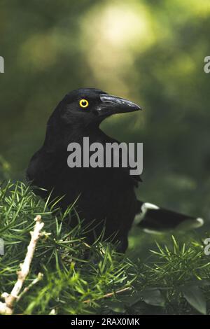 Un accattivante ritratto di un currawong, con le sue eleganti piume nere, gli occhi gialli perforanti e una chiamata distintiva che riecheggia nell'aria. Foto Stock