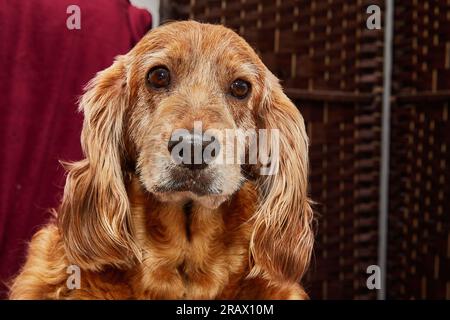 Classico ritratto canino rilassante di un Cocker Spaniel inglese su una poltrona vintage. Foto Stock