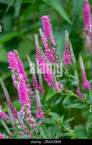Texture macro astratta sfondo di fiori rosa rosa rosa veronica spicata (Spike speedwell) in fiore, con sfondo sfocato Foto Stock