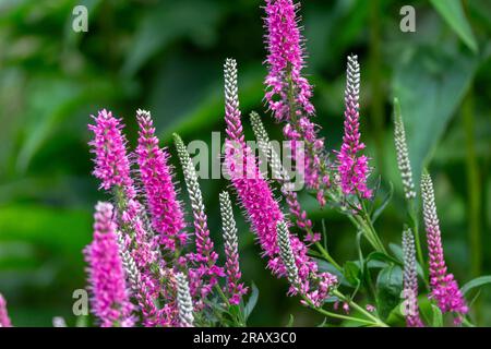 Texture macro astratta sfondo di fiori rosa rosa rosa veronica spicata (Spike speedwell) in fiore, con sfondo sfocato Foto Stock