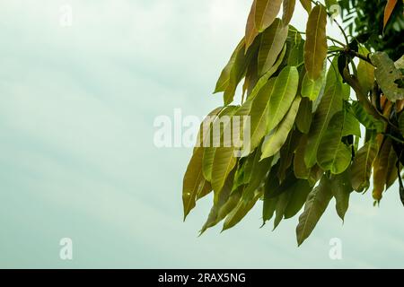 Le foglie di mango aiutano a ridurre la pressione sanguigna e a trattare il diabete. Sono inoltre ricchi di flavonoidi e fenoli che conferiscono proprietà antiossidanti alle le Foto Stock