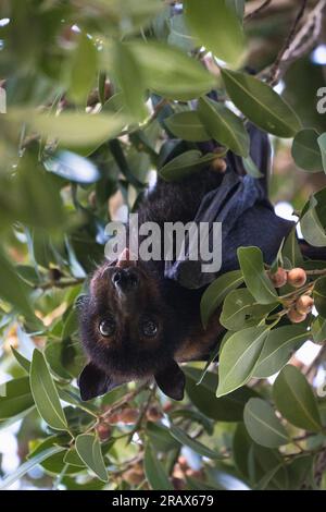 Un pipipistrello di volpe rossa è appeso a testa in giù su un ramo e le sue caratteristiche sorprendenti si fondono con le ombre scure della notte. Foto Stock