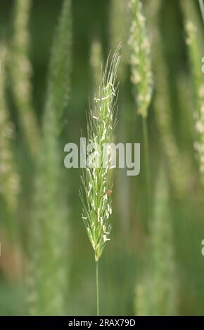 Orzo di legno - Hordelymus europaeus Foto Stock