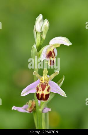 Orchidea delle api - Ophrys apifera var. belgarum Foto Stock