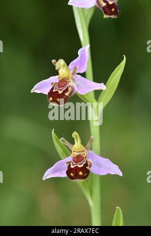 Bee Orchid - Ophrys apifera Foto Stock