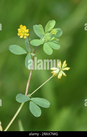 Trefoil minore - Trifolium dubium Foto Stock