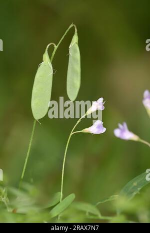 Smooth Tare - Vicia tetrasperma Foto Stock