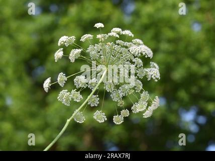 Bullwort - Ammi majus Foto Stock