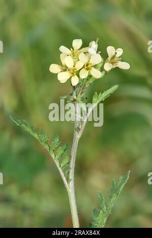 Hairy Rocket - Erucastrum gallicum Foto Stock