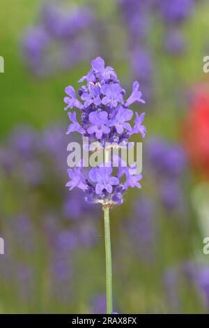 La lavanda - Lavandula angustifolia Foto Stock