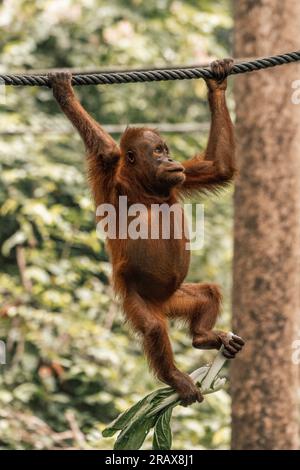 Nella lussureggiante giungla del Borneo, un giovane orangotango scala con sicurezza gli alberi, usando le sue lunghe braccia per navigare nel folto fogliame con abilità e agilità Foto Stock