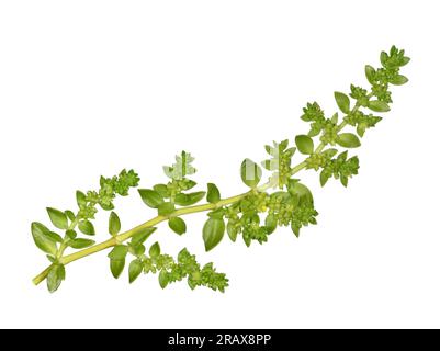 Smooth Rupturewort - Herniaria glabra Foto Stock