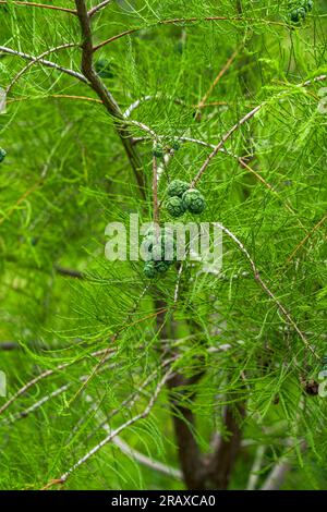 Coni di pino non maturi che crescono su un pino coltivato all'aperto Foto Stock