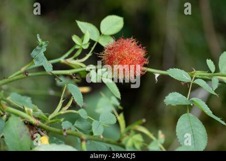 Robin`s Pincushion, Wolford Wood, Warwickshire, Inghilterra, Regno Unito Foto Stock