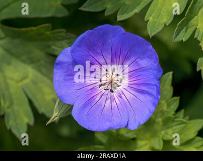 Fiore solitario di un geranio selvatico viola noto anche come il becco di gru viola Foto Stock
