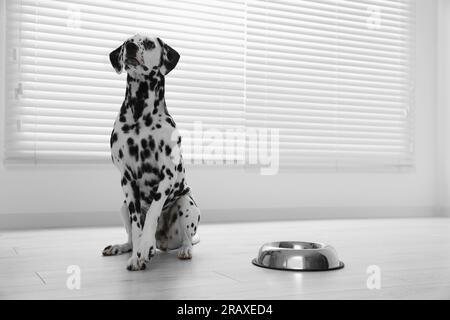 Adorabile cane dalmata e ciotola per nutrire al chiuso Foto Stock