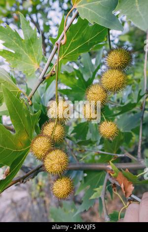 Primi piani di foglie e frutti di sicomoro platano Foto Stock